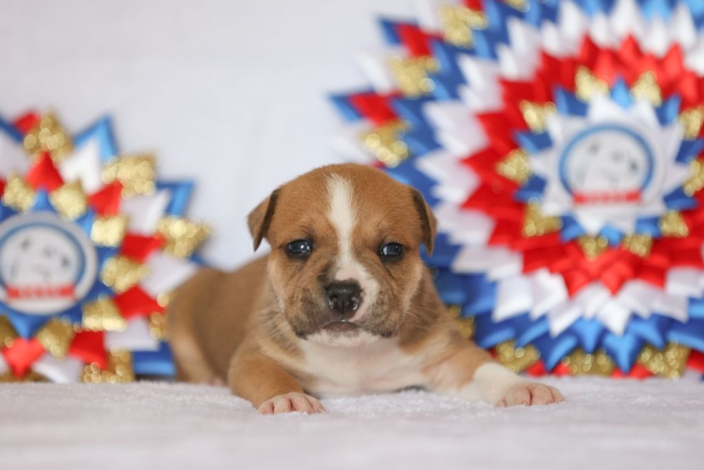 Du chemin des moulins - Chiot disponible  - American Staffordshire Terrier