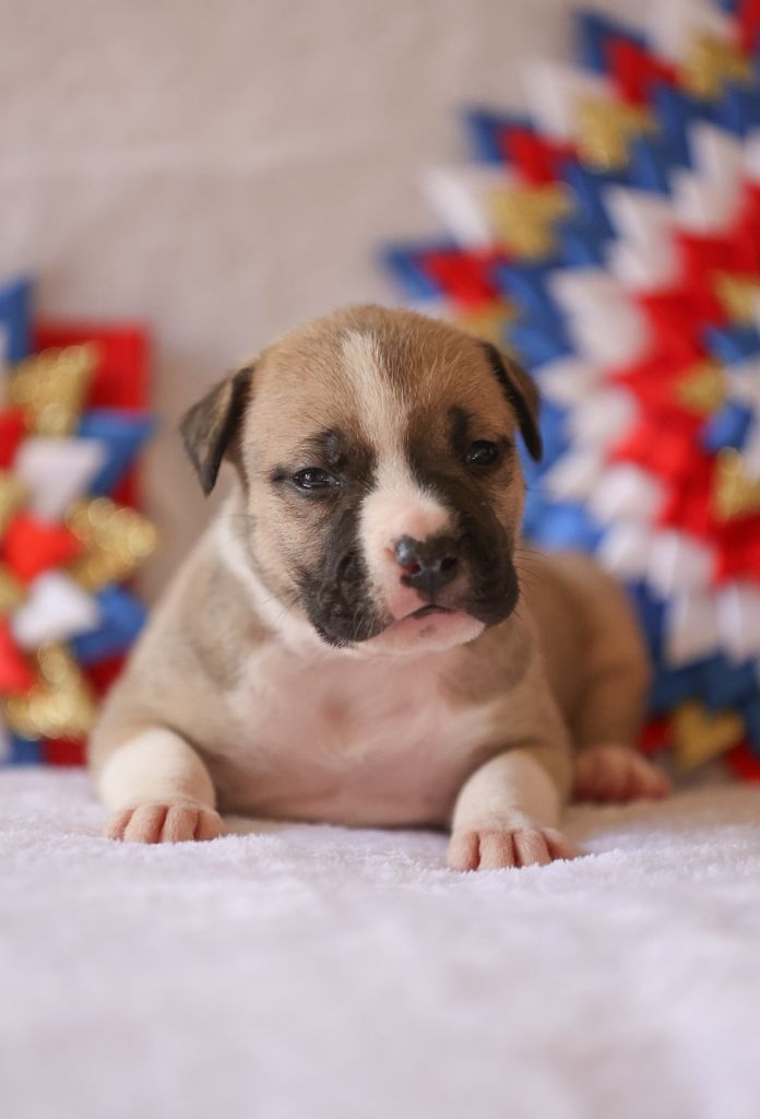 Du chemin des moulins - Chiot disponible  - American Staffordshire Terrier