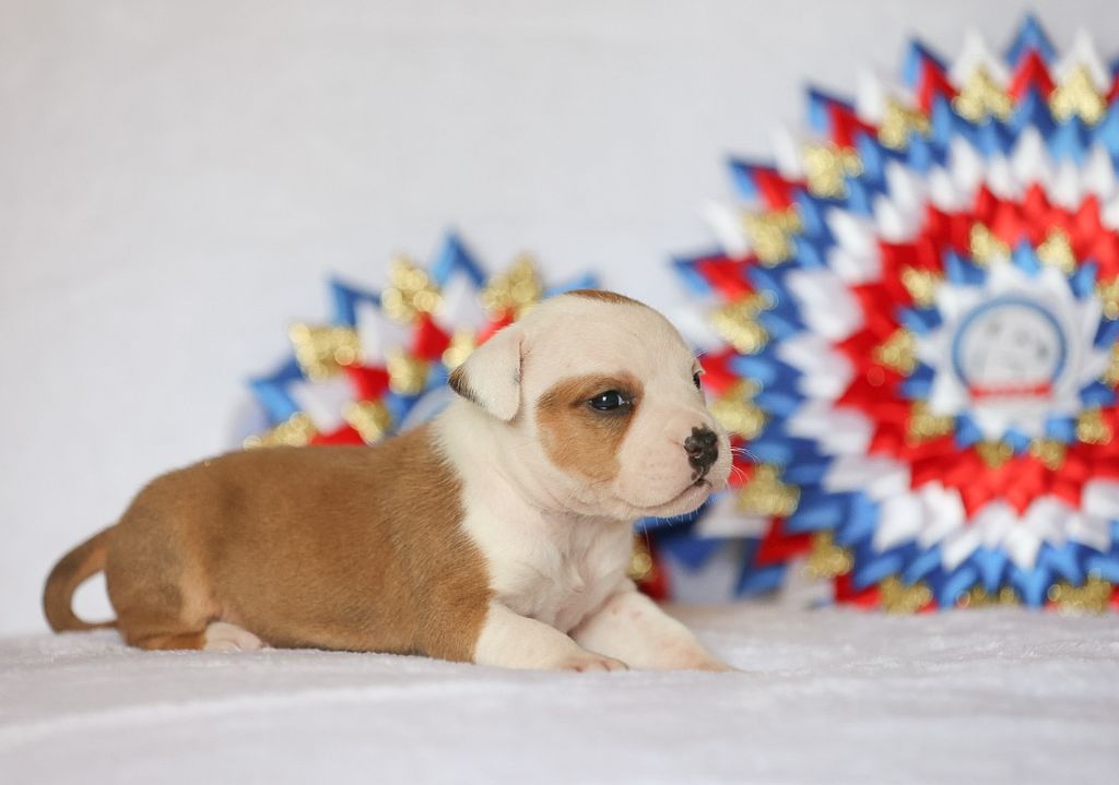 Du chemin des moulins - Chiot disponible  - American Staffordshire Terrier