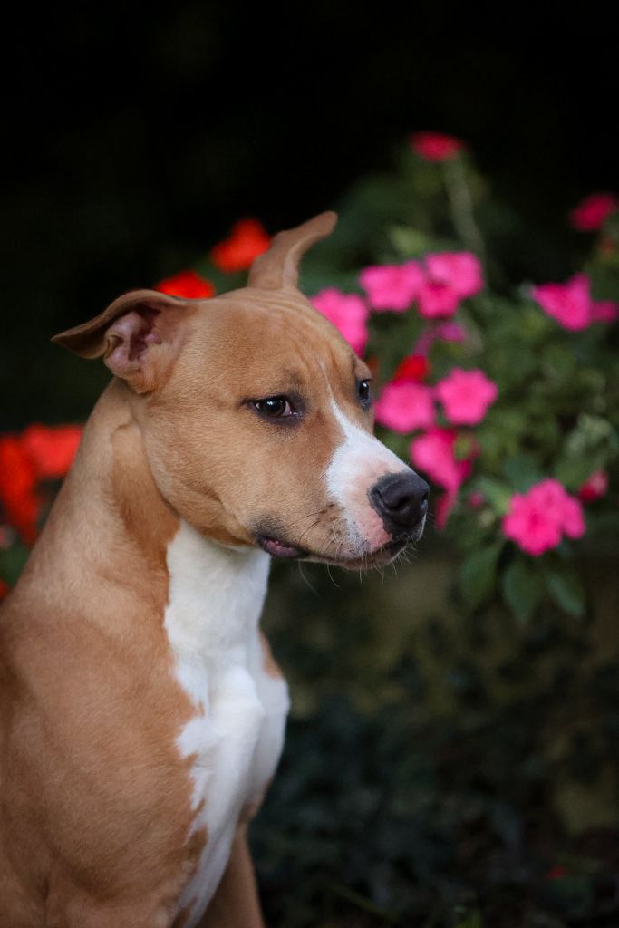 Du chemin des moulins - Chiot disponible  - American Staffordshire Terrier