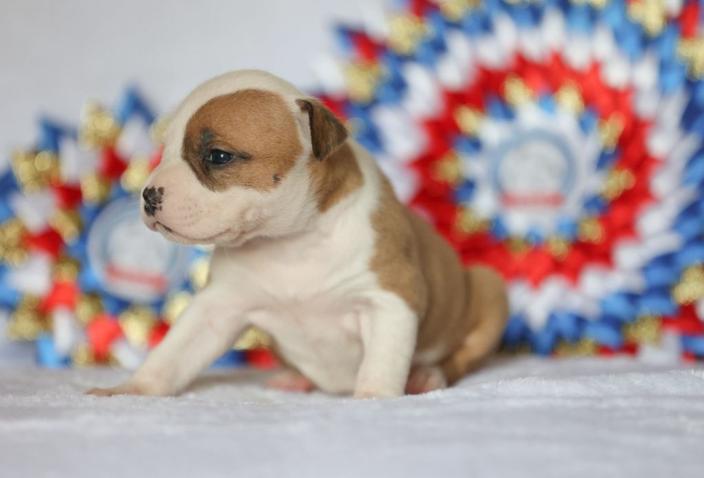 Du chemin des moulins - Chiot disponible  - American Staffordshire Terrier