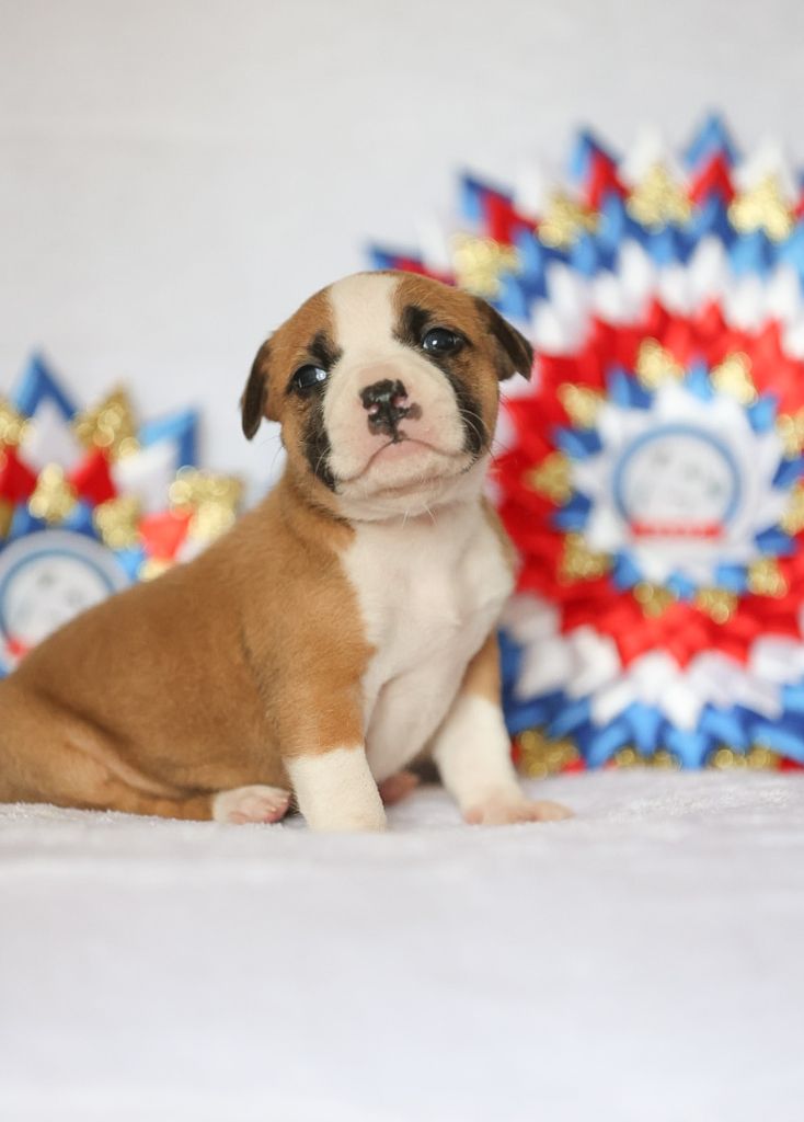 Du chemin des moulins - Chiot disponible  - American Staffordshire Terrier