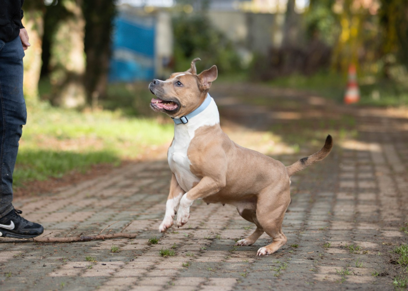 Romance night''s dream Du chemin des moulins