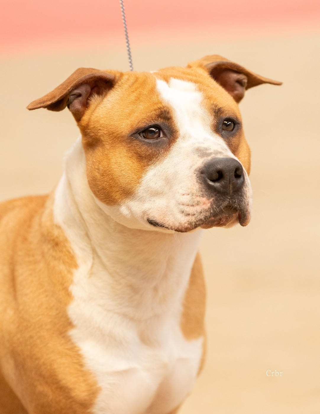 Hermine Du chemin des moulins