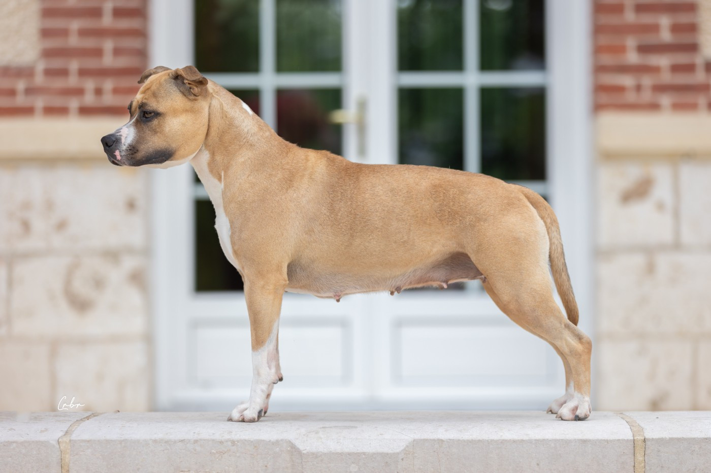 Tex avery bip bip Du chemin des moulins