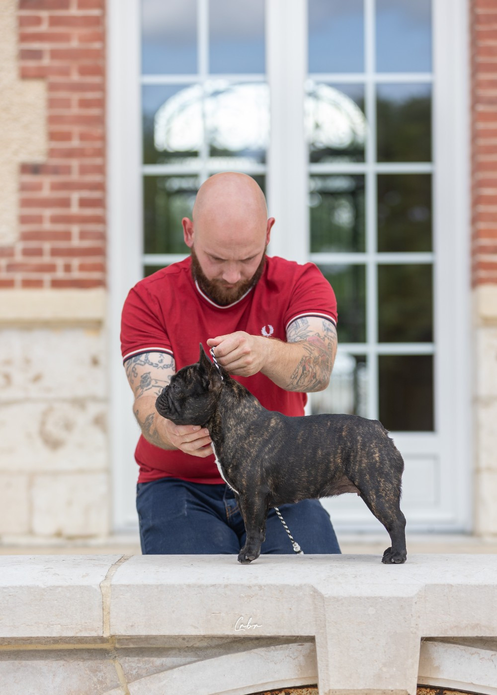 Duchess of carbony red panda