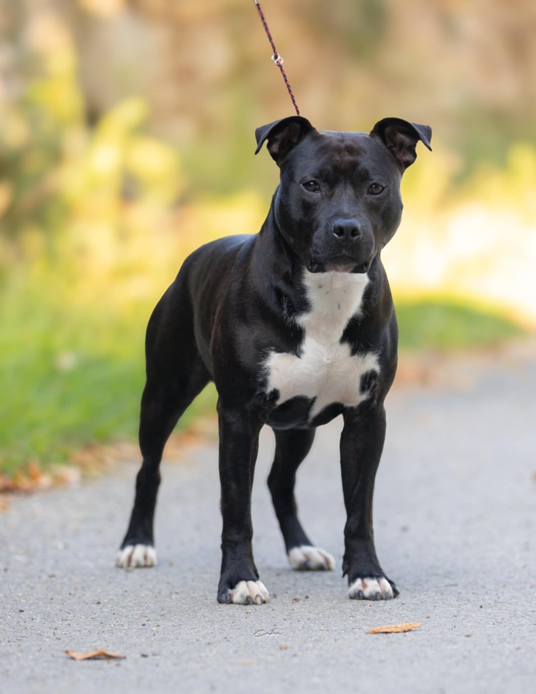 Vinotonus evit ael gwen Du chemin des moulins