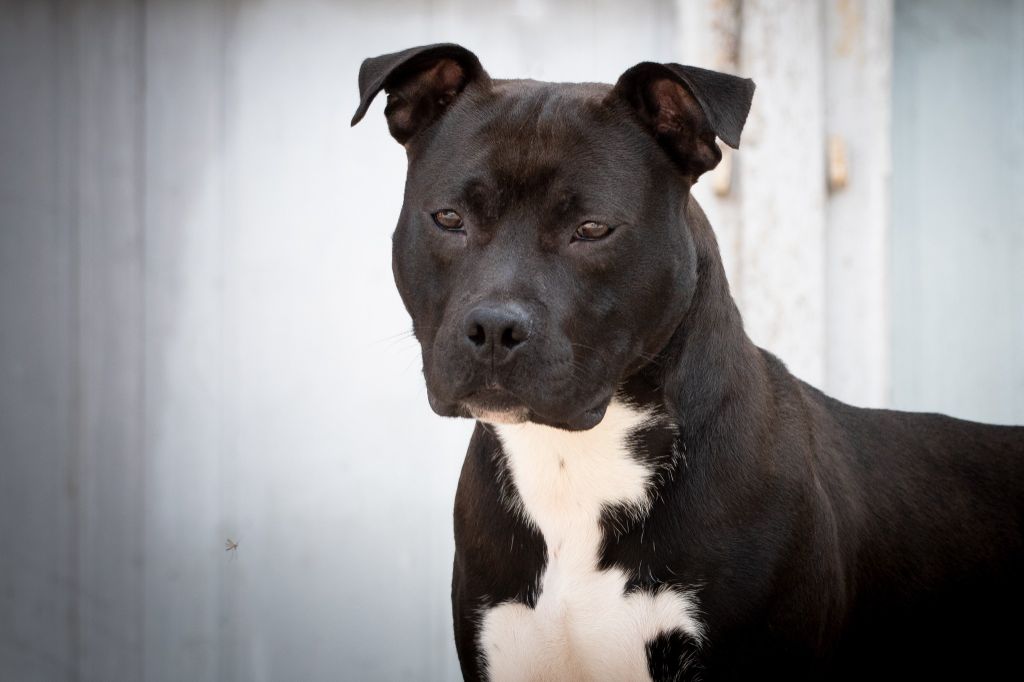 Vinotonus evit ael gwen Du chemin des moulins