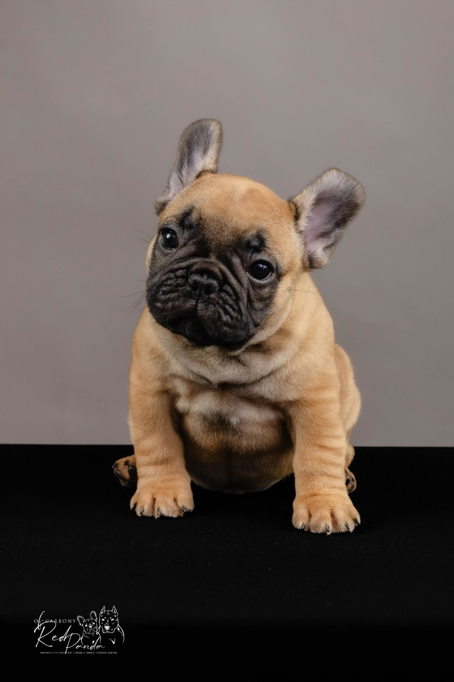 Eiffel  of carbony red panda