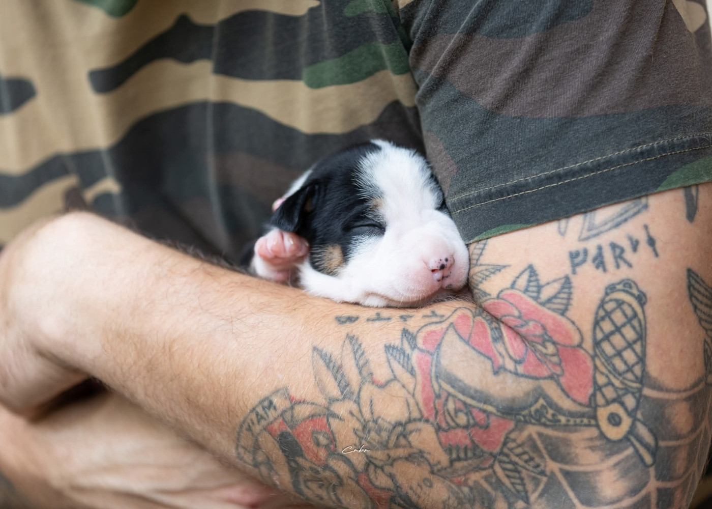 Du chemin des moulins - Chiots disponibles - American Staffordshire Terrier