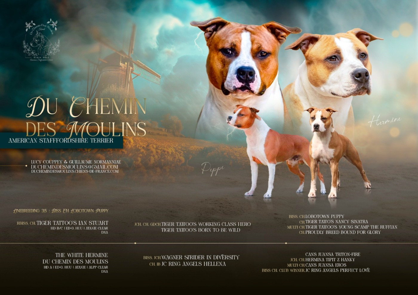 Chiot American Staffordshire Terrier Du chemin des moulins