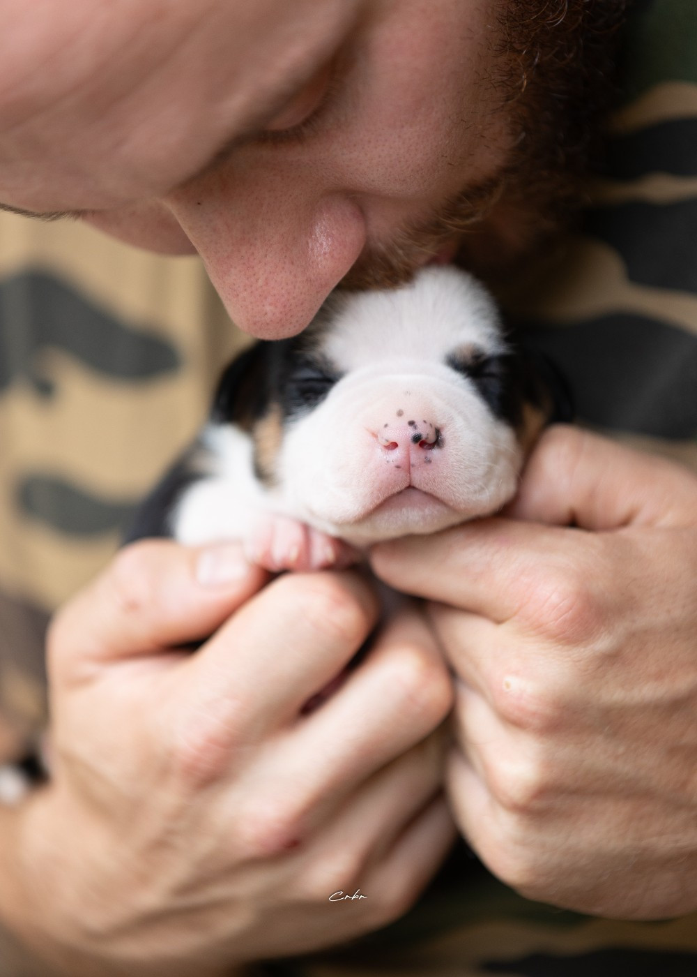 Du chemin des moulins - Chiots disponibles - American Staffordshire Terrier