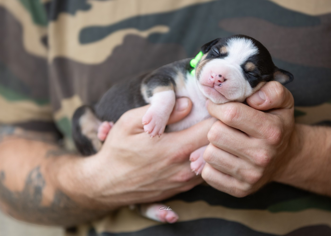 Du chemin des moulins - Chiots disponibles - American Staffordshire Terrier