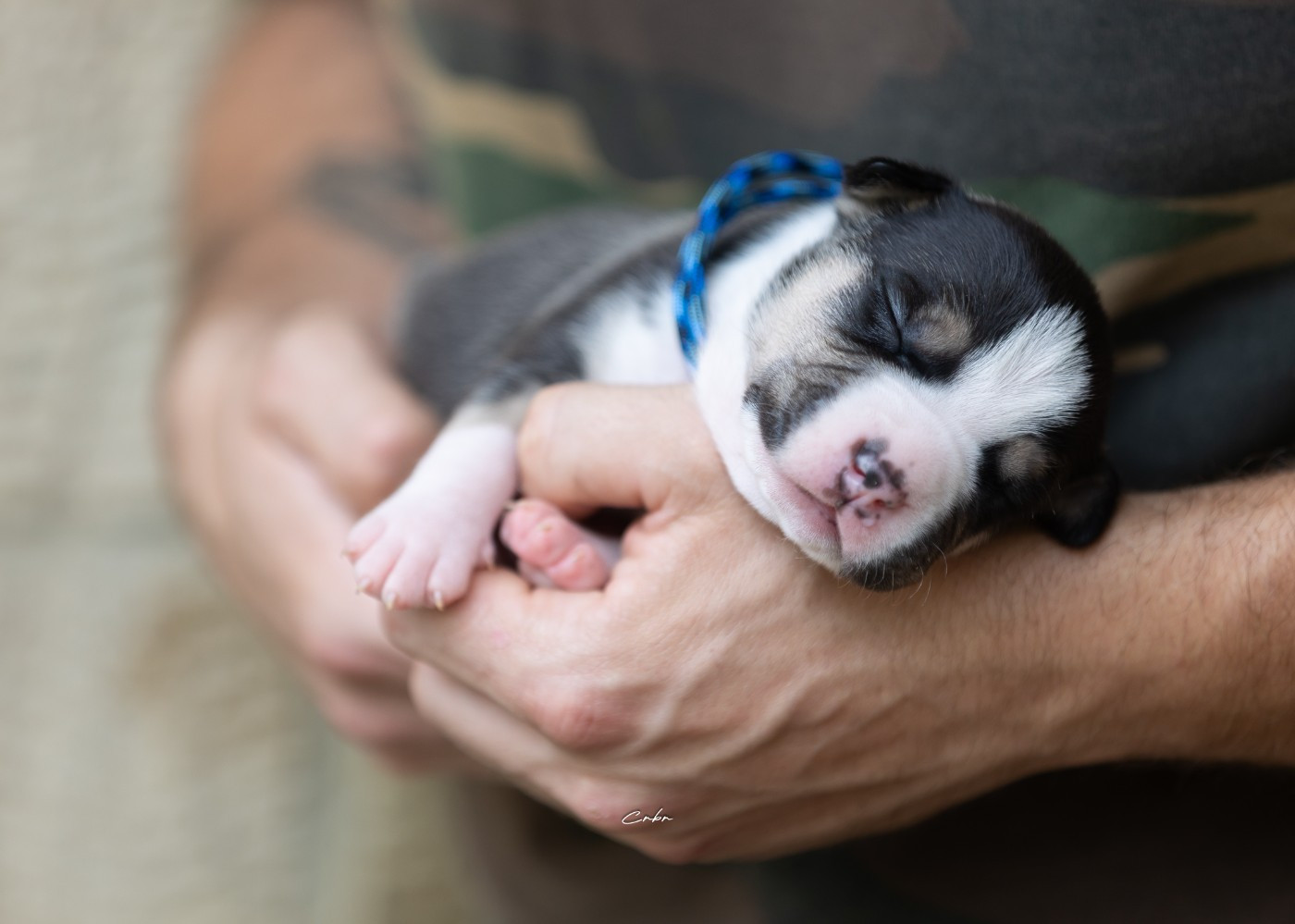 Du chemin des moulins - Chiots disponibles - American Staffordshire Terrier