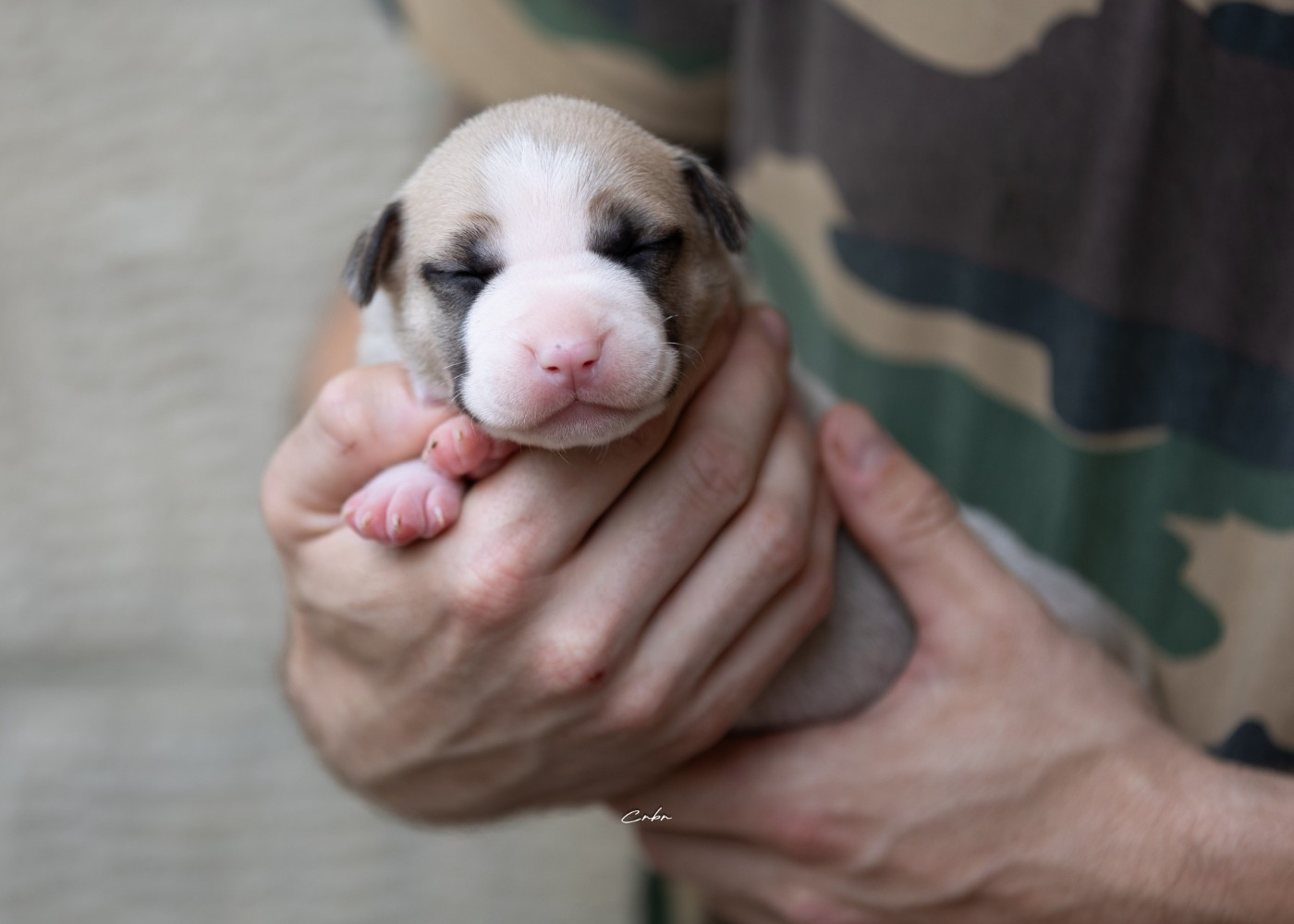 Du chemin des moulins - Chiots disponibles - American Staffordshire Terrier