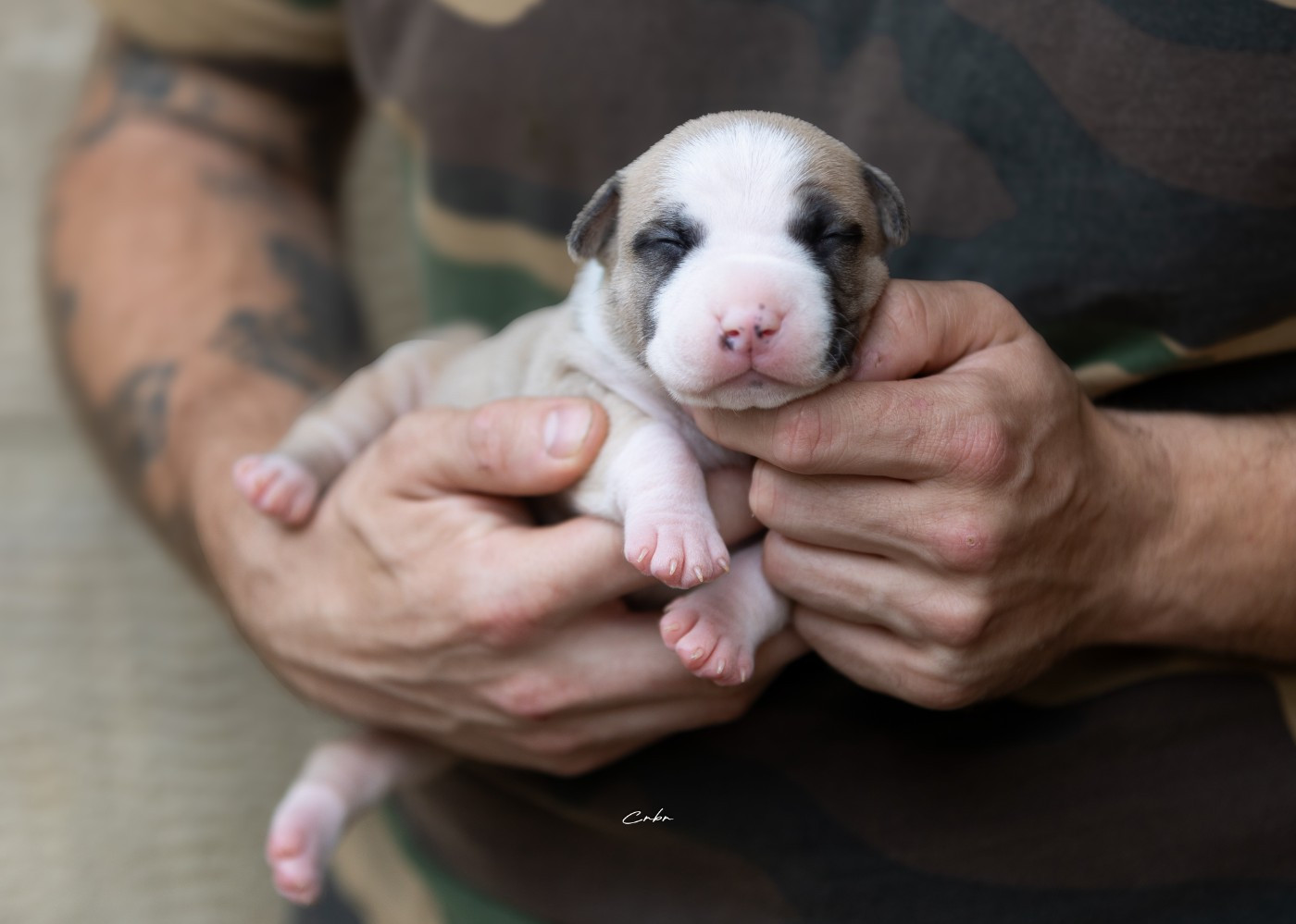 Du chemin des moulins - Chiots disponibles - American Staffordshire Terrier