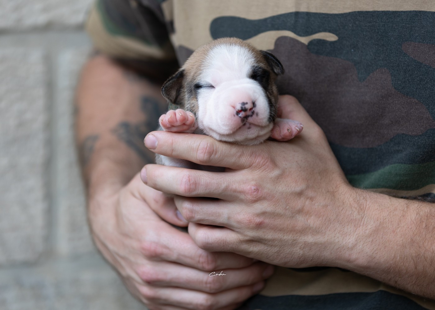 Du chemin des moulins - Chiots disponibles - American Staffordshire Terrier