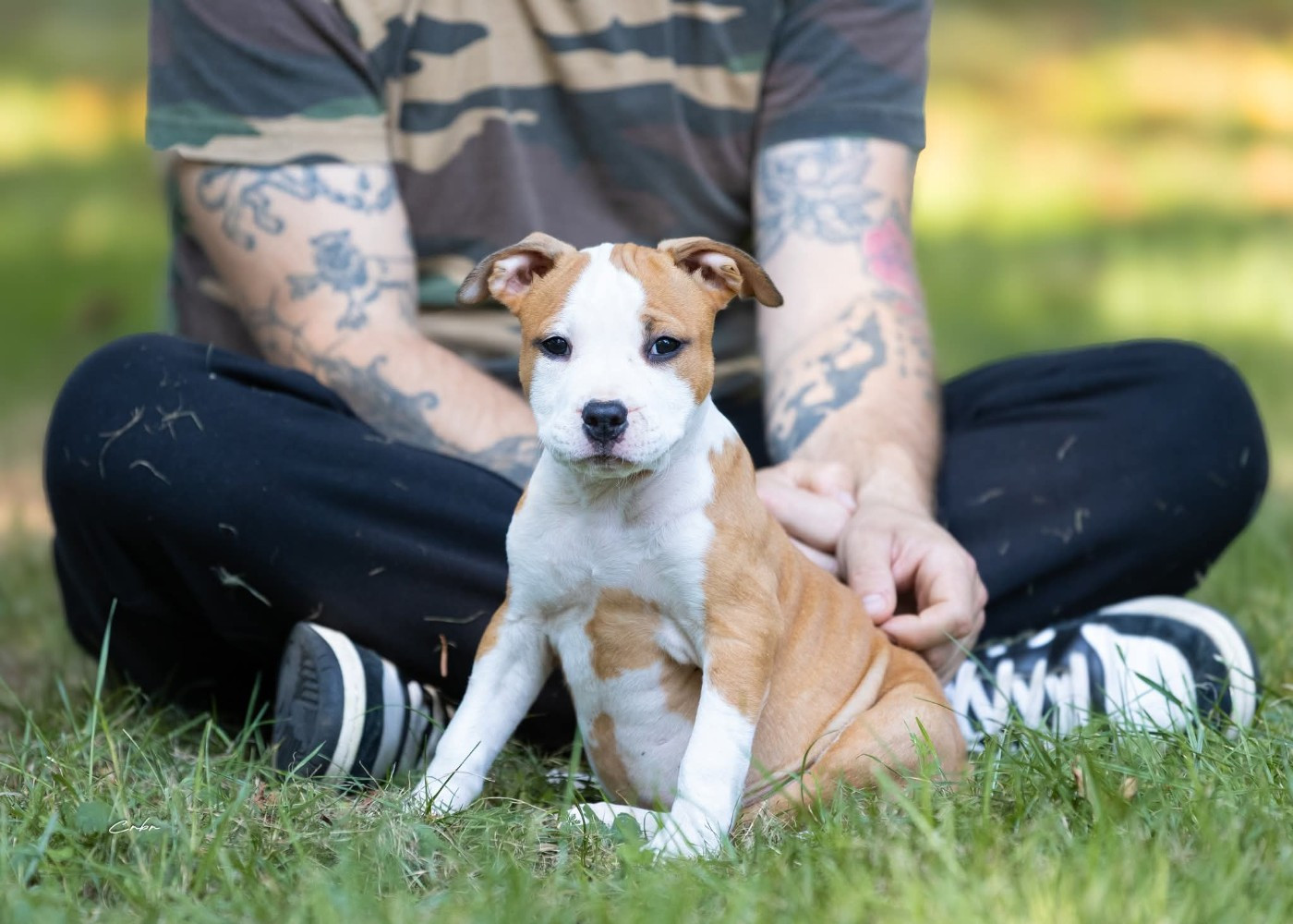 Du chemin des moulins - Chiots disponibles - American Staffordshire Terrier