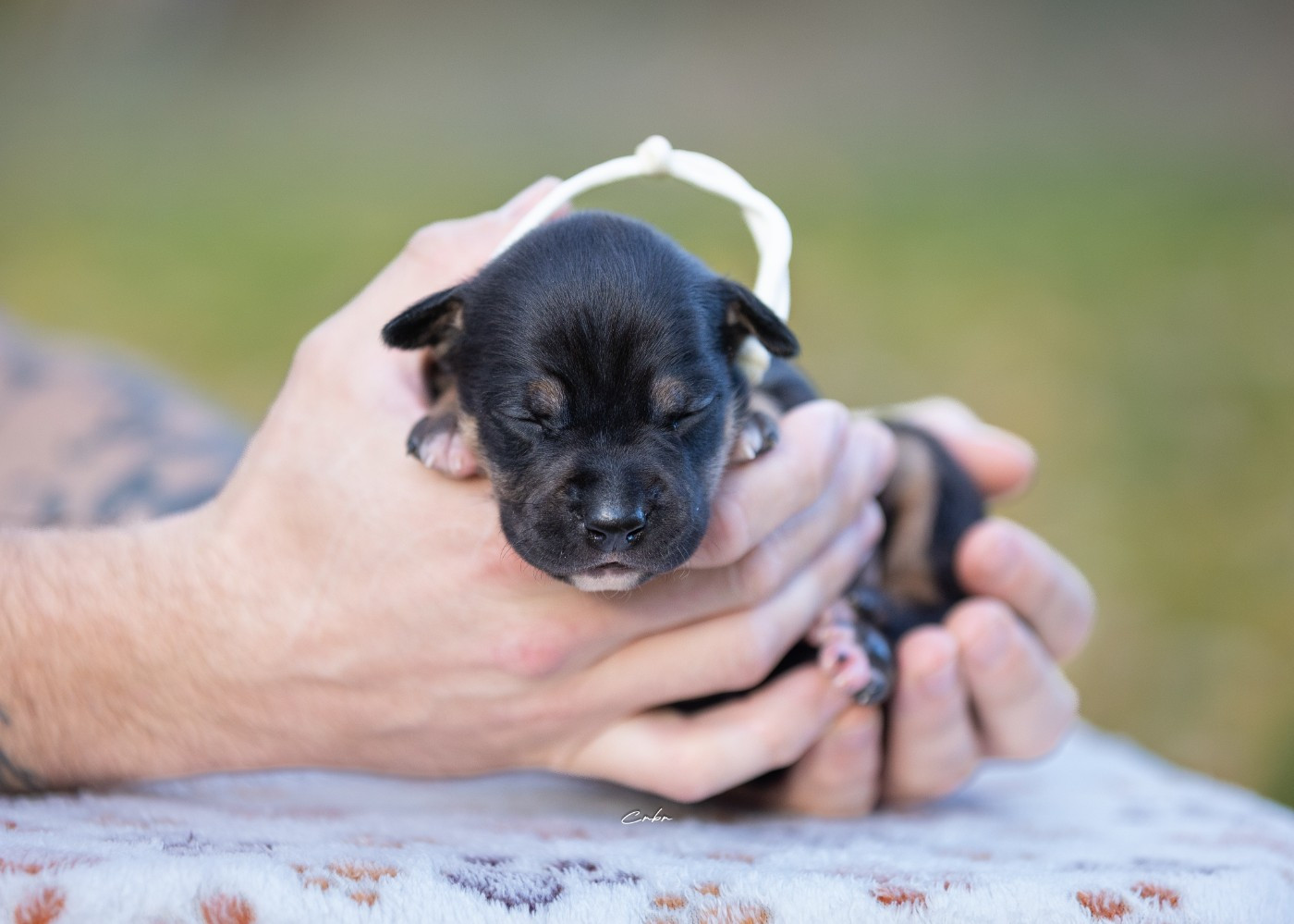 Du chemin des moulins - Chiots disponibles - American Staffordshire Terrier
