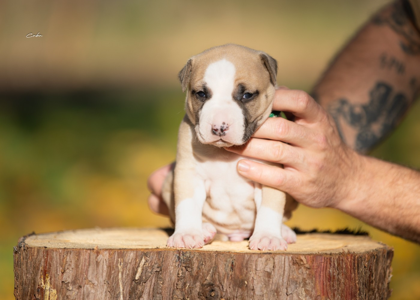 Du chemin des moulins - Chiots disponibles - American Staffordshire Terrier
