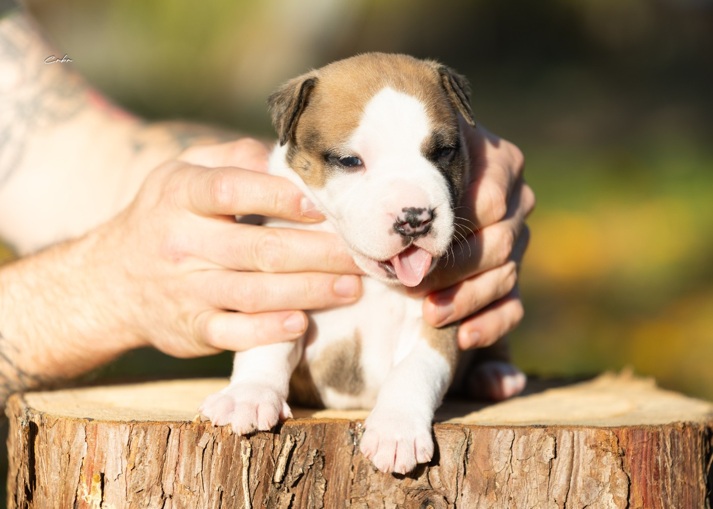 Du chemin des moulins - Chiots disponibles - American Staffordshire Terrier