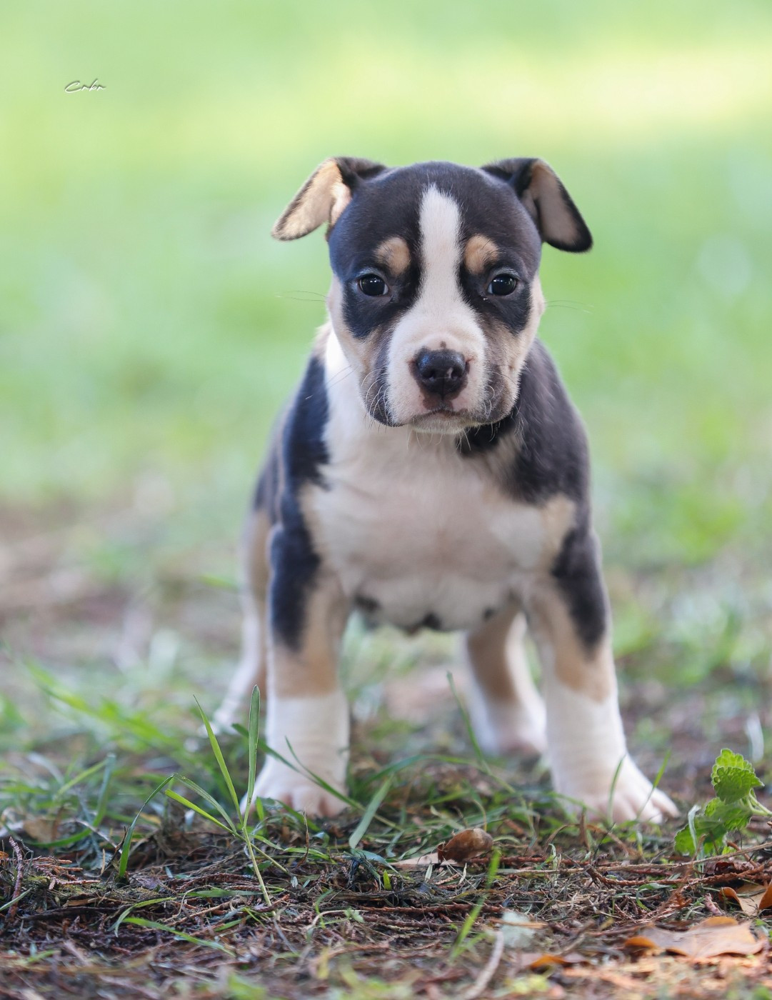 Du chemin des moulins - Chiots disponibles - American Staffordshire Terrier