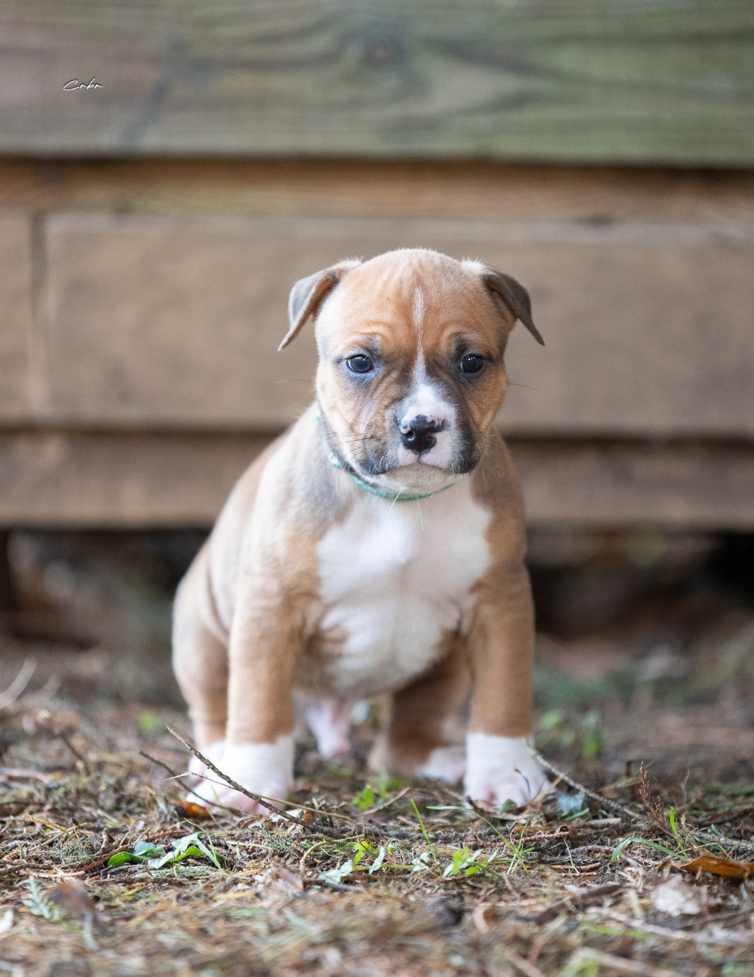Du chemin des moulins - Chiots disponibles - American Staffordshire Terrier
