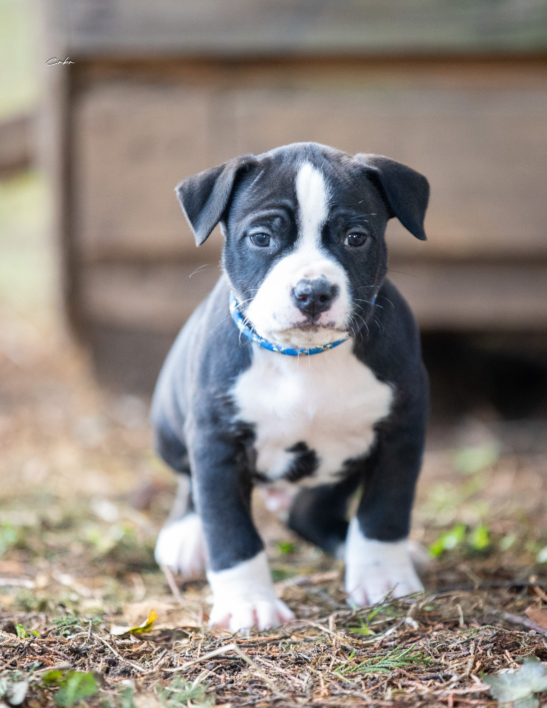 Du chemin des moulins - Chiots disponibles - American Staffordshire Terrier