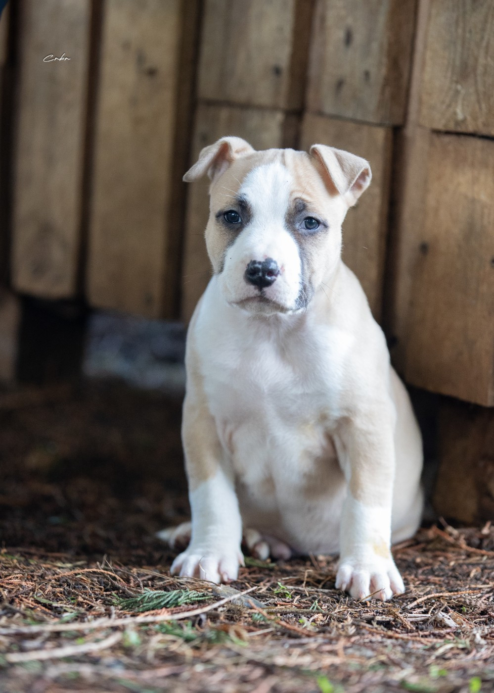 Du chemin des moulins - Chiots disponibles - American Staffordshire Terrier