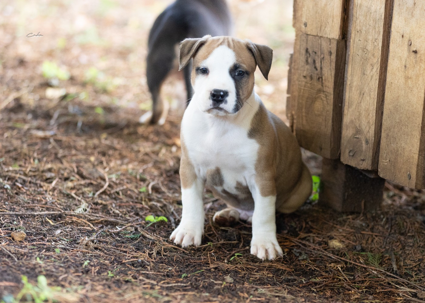 Du chemin des moulins - Chiots disponibles - American Staffordshire Terrier