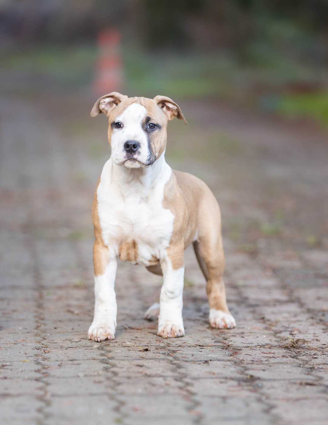 Du chemin des moulins - Chiots disponibles - American Staffordshire Terrier