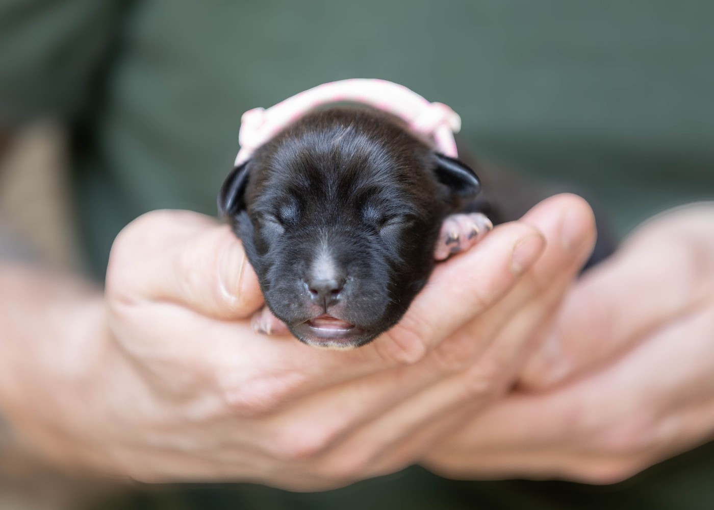 Du chemin des moulins - Chiots disponibles - American Staffordshire Terrier