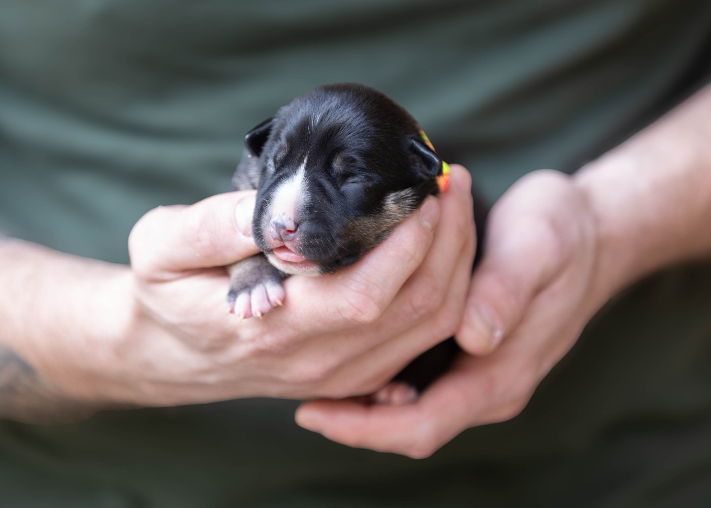 Du chemin des moulins - Chiots disponibles - American Staffordshire Terrier