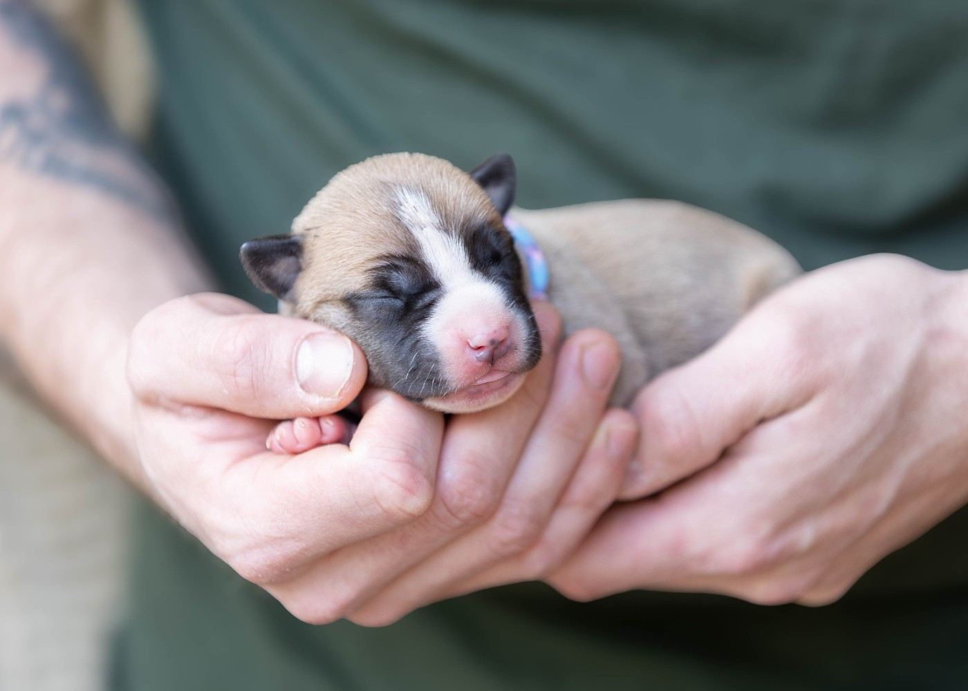 Du chemin des moulins - Chiots disponibles - American Staffordshire Terrier