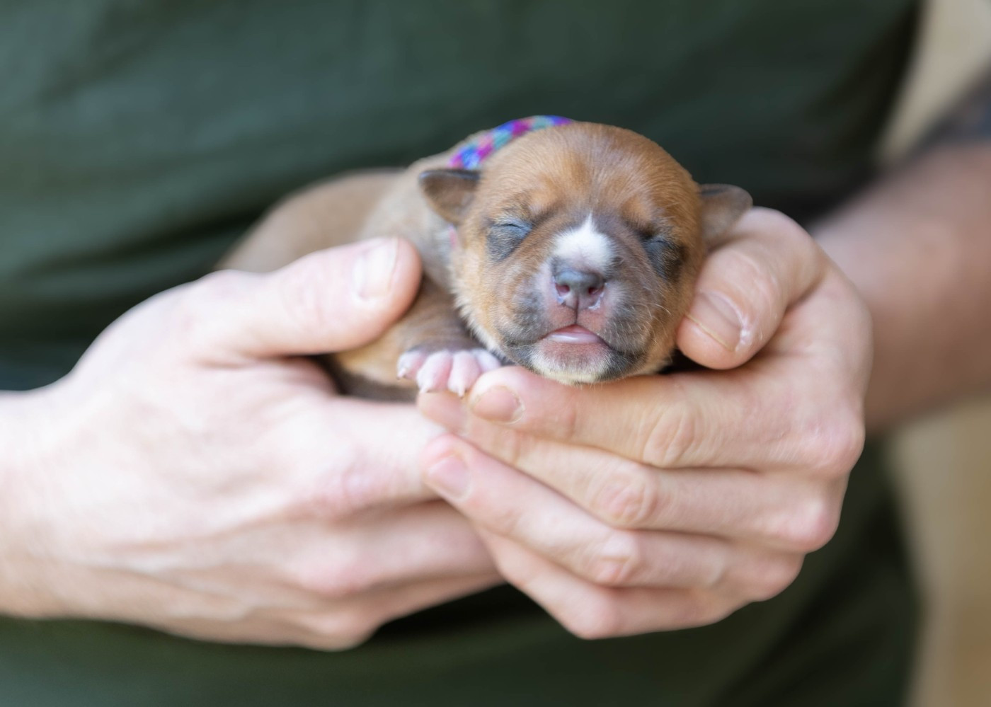 Du chemin des moulins - Chiots disponibles - American Staffordshire Terrier