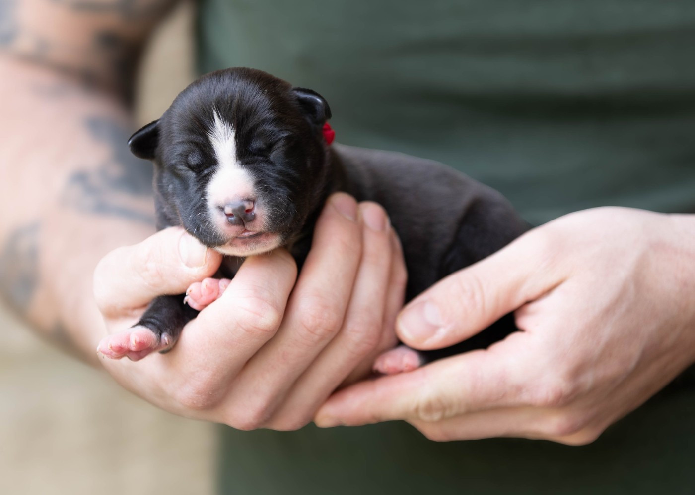 Du chemin des moulins - Chiots disponibles - American Staffordshire Terrier