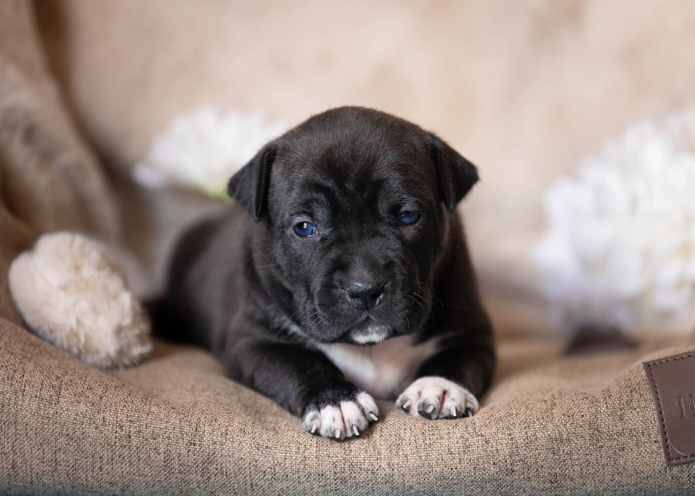 Du chemin des moulins - Chiots disponibles - American Staffordshire Terrier