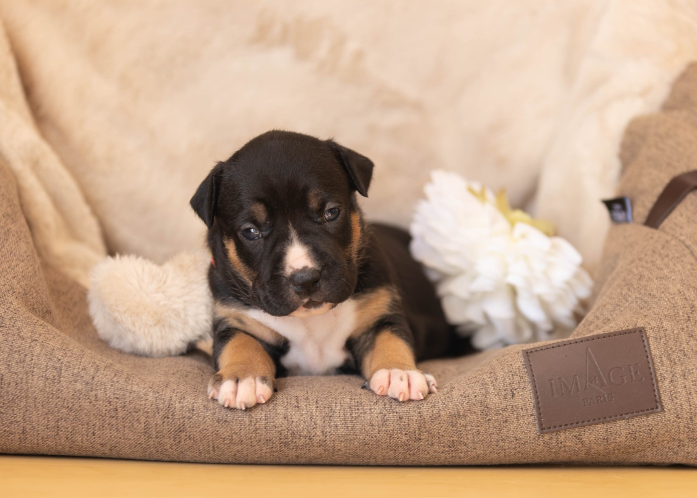 Du chemin des moulins - Chiots disponibles - American Staffordshire Terrier