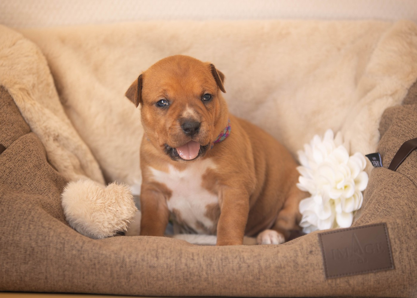 Du chemin des moulins - Chiots disponibles - American Staffordshire Terrier