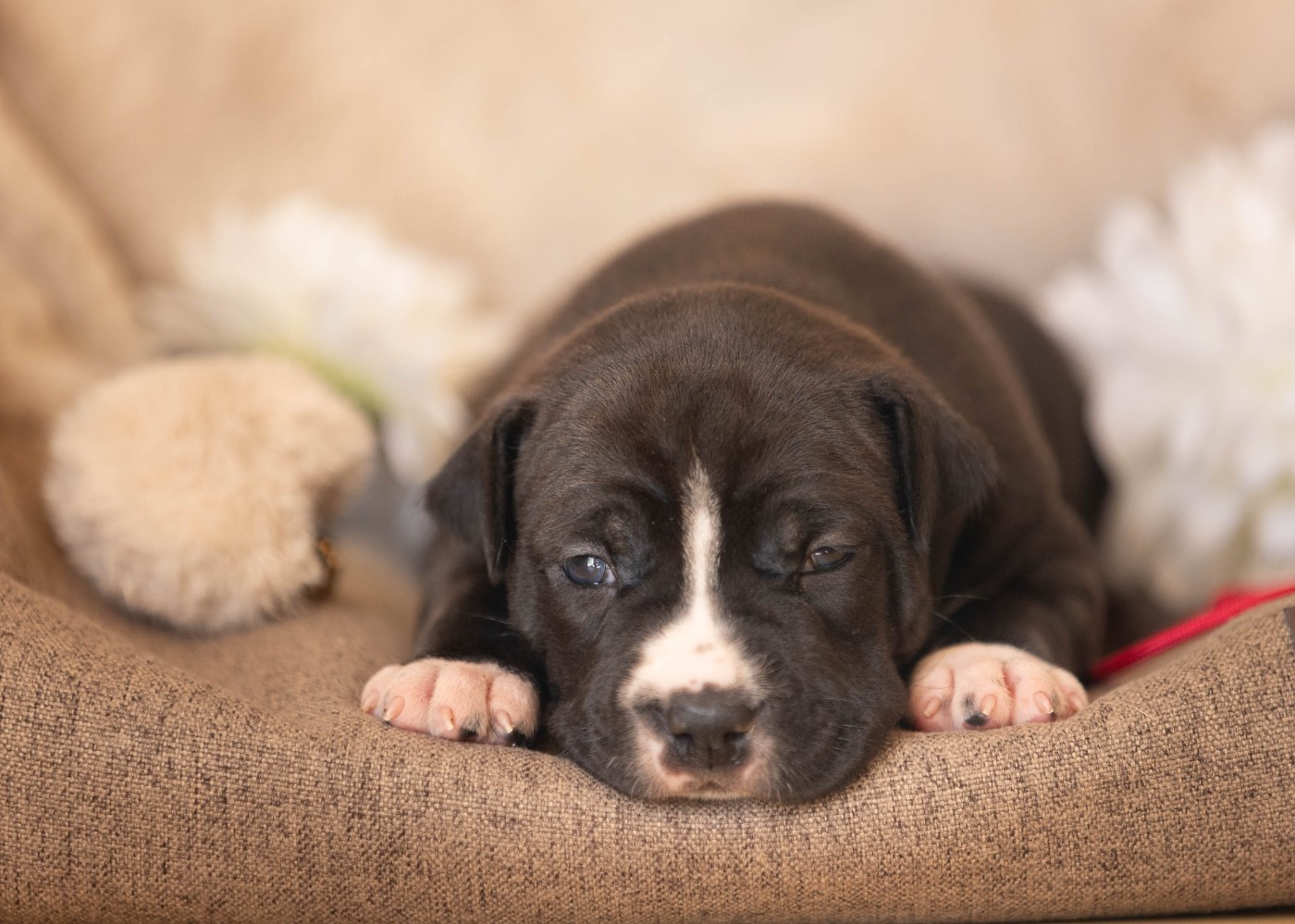 Du chemin des moulins - Chiots disponibles - American Staffordshire Terrier