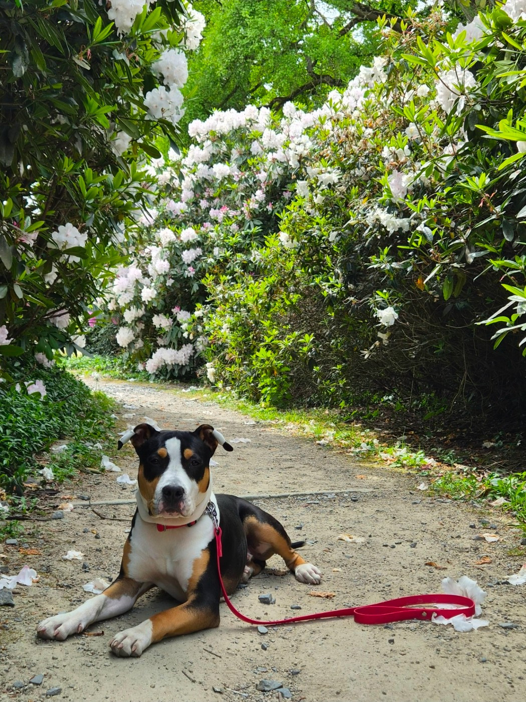 Du chemin des moulins - Chiots disponibles - American Staffordshire Terrier