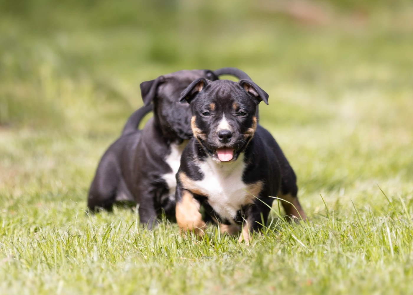Du chemin des moulins - Chiots disponibles - American Staffordshire Terrier