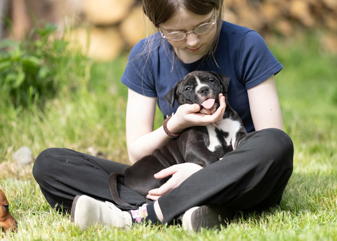 Du chemin des moulins - Chiots disponibles - American Staffordshire Terrier