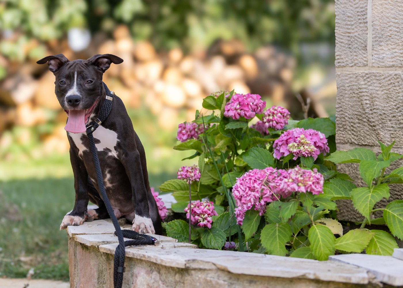 Du chemin des moulins - Chiots disponibles - American Staffordshire Terrier