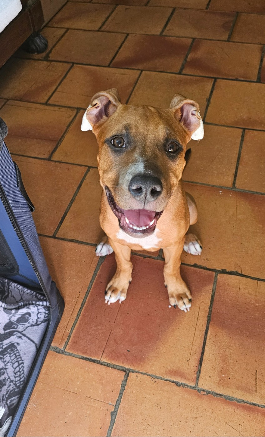 Du chemin des moulins - Chiots disponibles - American Staffordshire Terrier
