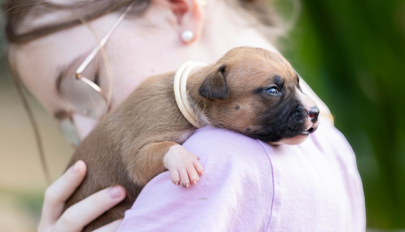 Du chemin des moulins - Chiots disponibles - American Staffordshire Terrier