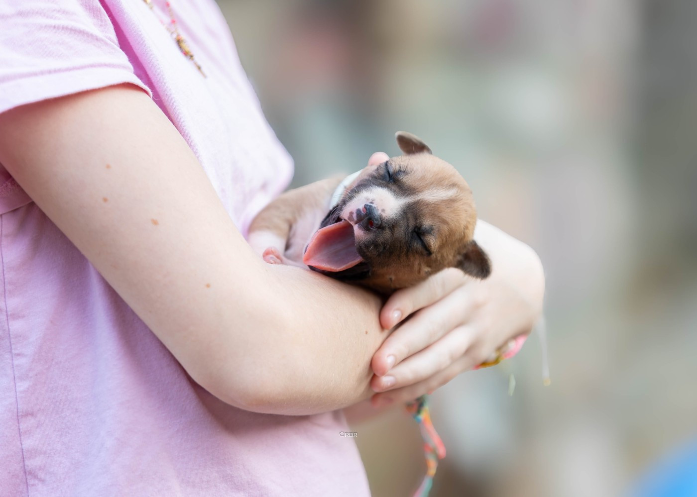 Du chemin des moulins - Chiots disponibles - American Staffordshire Terrier