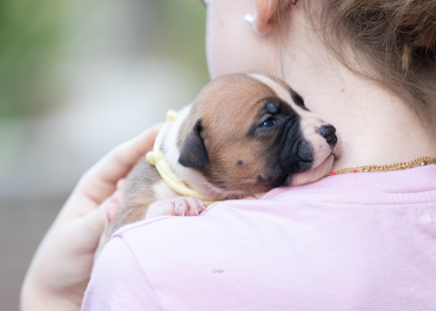 Du chemin des moulins - Chiots disponibles - American Staffordshire Terrier