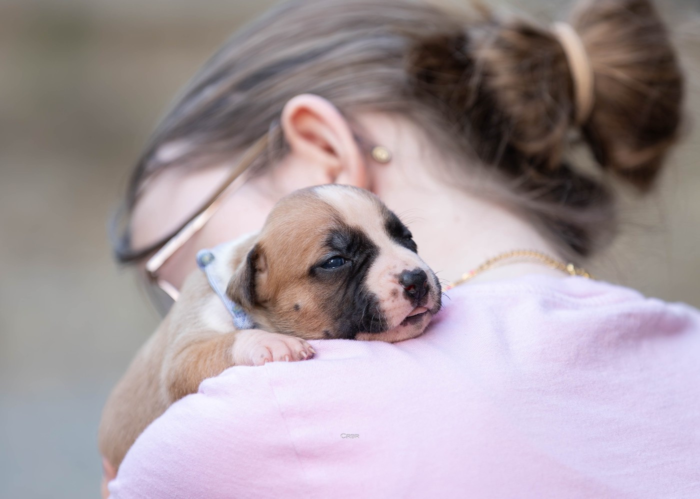 Du chemin des moulins - Chiots disponibles - American Staffordshire Terrier