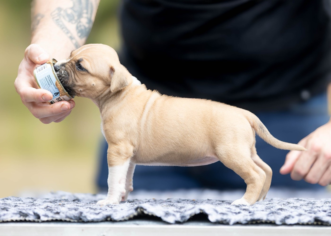 Du chemin des moulins - Chiots disponibles - American Staffordshire Terrier